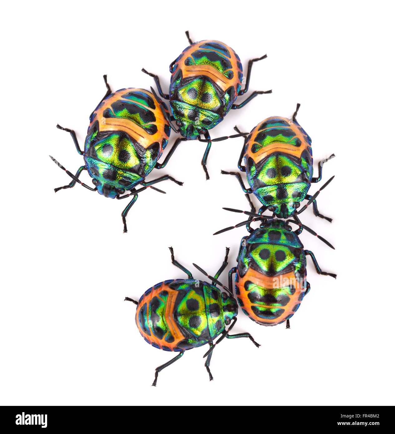 Litchi Bug , Tong Taek Bug, Chrysocoris stollii su sfondo bianco Foto Stock