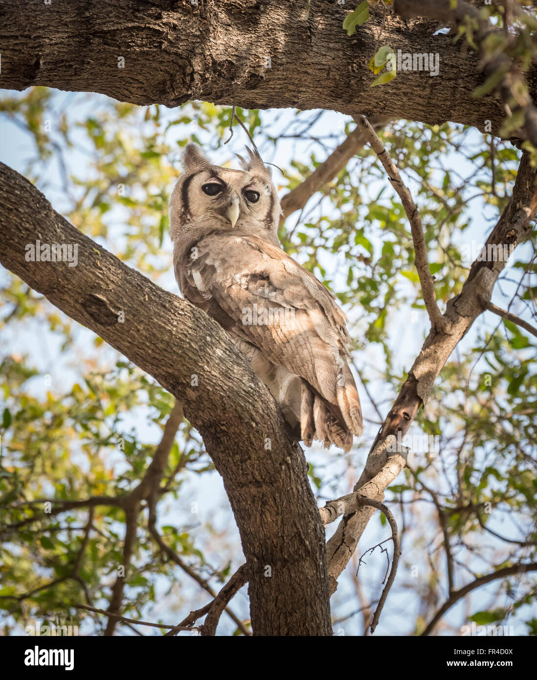 La Verraux Eagle-Owl o gigante gufo reale (Bubo lacteus) appollaiate su un ramo di albero, Sandibe Camp Moremi Game Reserve, Okavango Delta, Botswana, Africa Foto Stock