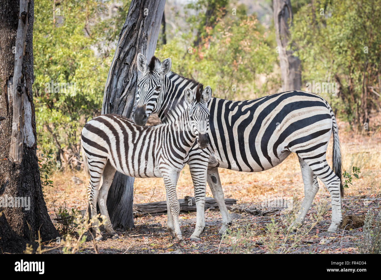 La madre e il puledro in pianura o Burchells zebra (Equus quagga burchellii), Camp Sandibe, mediante la Moremi Game Reserve, Okavango Delta, il Kalahari, Botswana Foto Stock