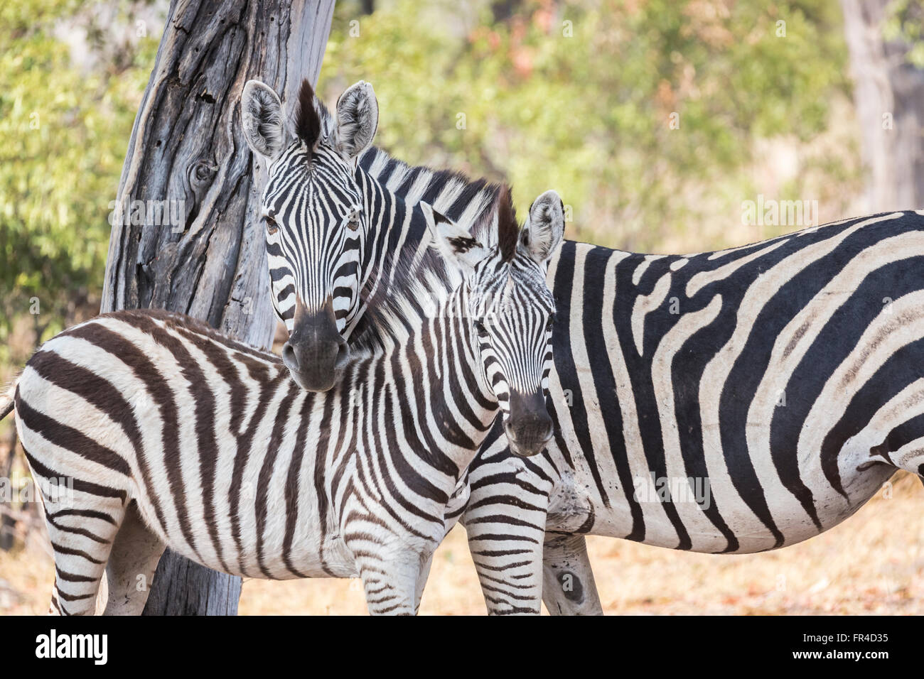 La madre e il puledro in pianura o Burchells zebra (Equus quagga burchellii), Camp Sandibe, mediante la Moremi Game Reserve, Okavango Delta, il Kalahari, Botswana Foto Stock