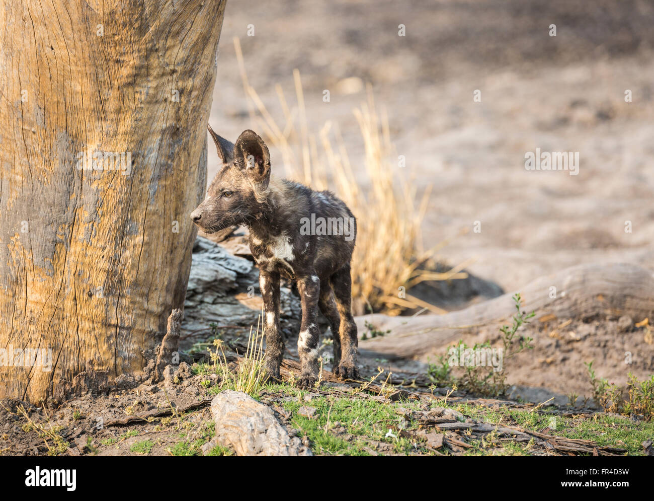 African wild dog (Lycaon pictus) cucciolo, Sandibe Camp, mediante la Moremi Game Reserve, Okavango Delta, Botswana, Sud Africa Foto Stock