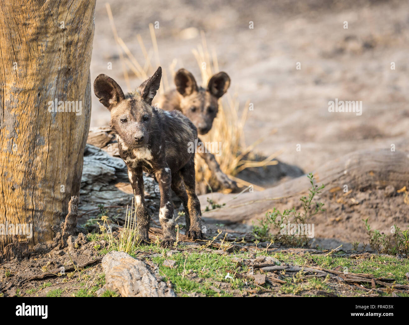 African wild dog (Lycaon pictus) cuccioli, Sandibe Camp, mediante la Moremi Game Reserve, Okavango Delta, Botswana, Sud Africa Foto Stock