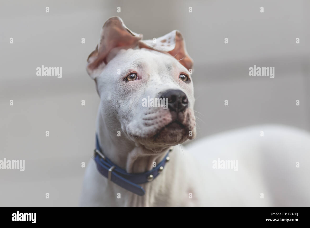 American Staffordshire Terrier cucciolo ritratto Foto Stock