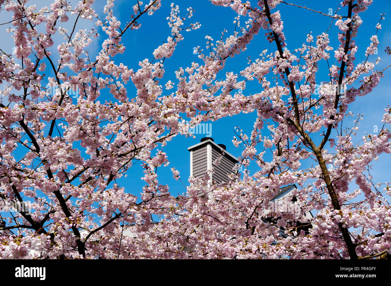 Rosa e Bianco Ciliegio ornamentale blossoms incorniciare il camino di una casa in Vancouver, BC, Canada Foto Stock