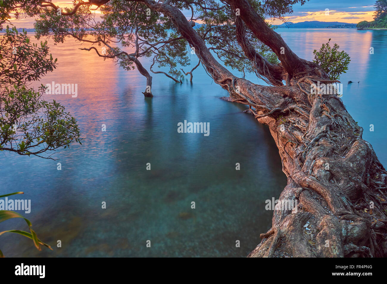 Grande Nuova Zelanda albero pohutukawa proteso oltre l'acqua al tramonto - Tamaterau, porto di Whangarei, Northland Foto Stock