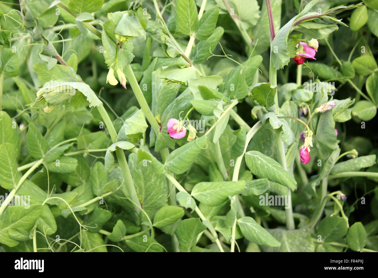 Pisum sativum, zucchero pisello, famiglia Fabaceae, coltivate erbe annuali con pinnate foglie composte, terminale viticci, fiori di colore rosso Foto Stock
