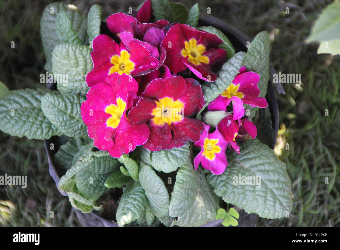 Primuka vulgaris 'Danova Red', coltivate erbe ornamentali con rosetta basale di spessa leavesred obovate fiori centro giallo Foto Stock