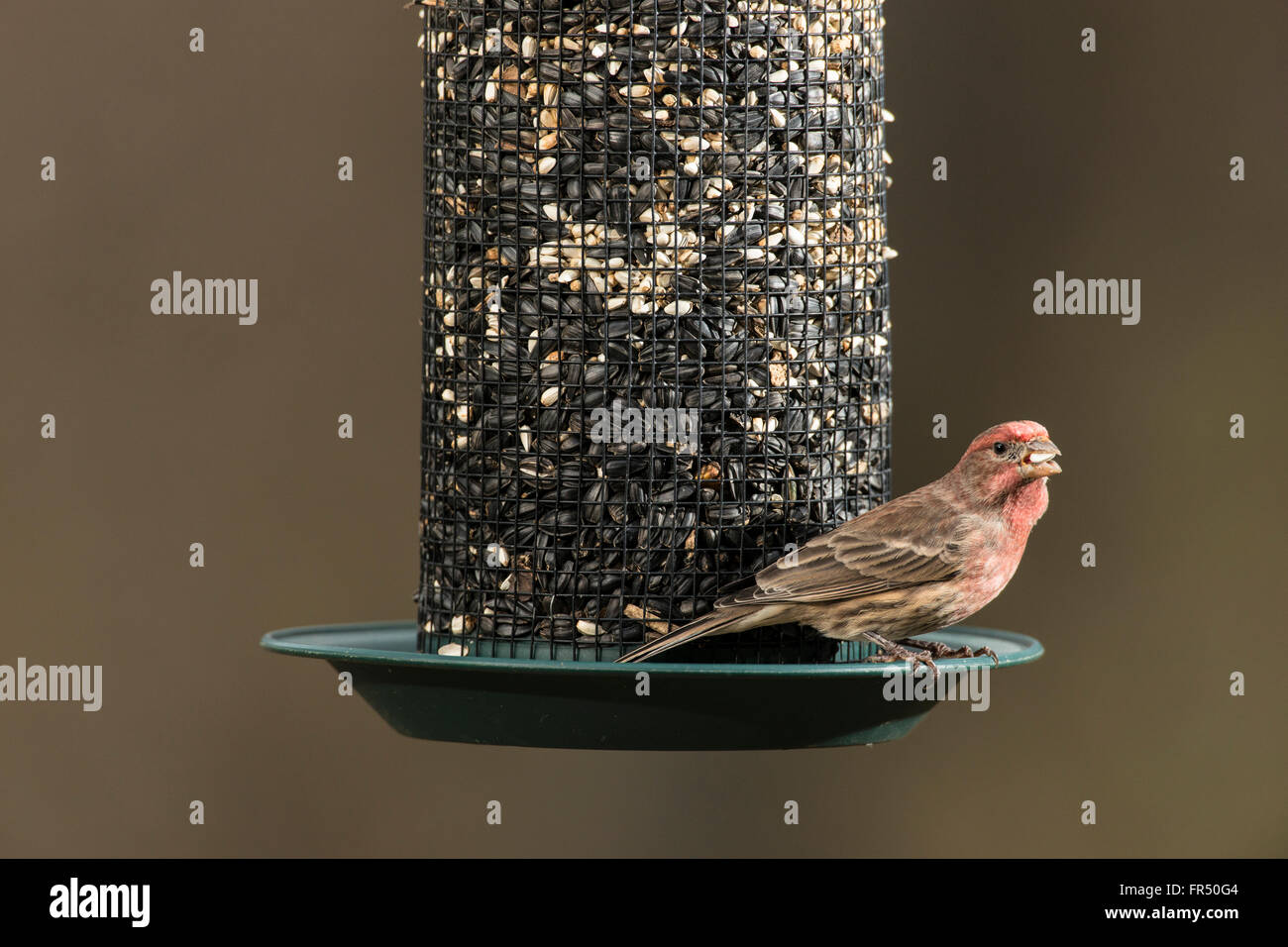 Casa maschio Finch appollaiato su un seme alimentatore. Foto Stock