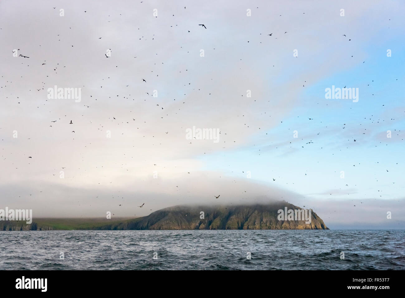 Brunnich's guillemot, Cape Archen, mare di Bering, Estremo Oriente Russo Foto Stock