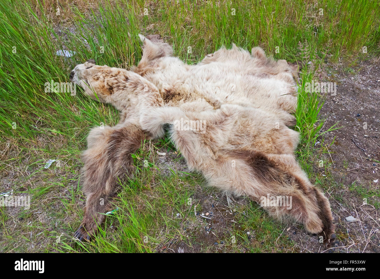 I capretti orso marrone pelle, Chukchi Peninsula, Estremo Oriente Russo Foto Stock