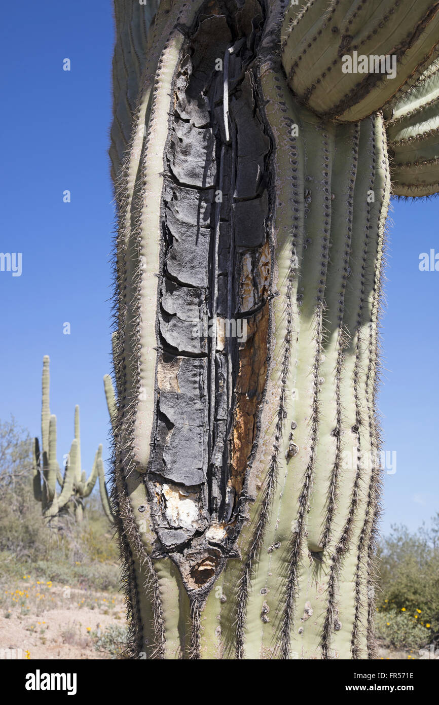Dividere il tronco di un gigantesco cactus Saguaro Foto Stock