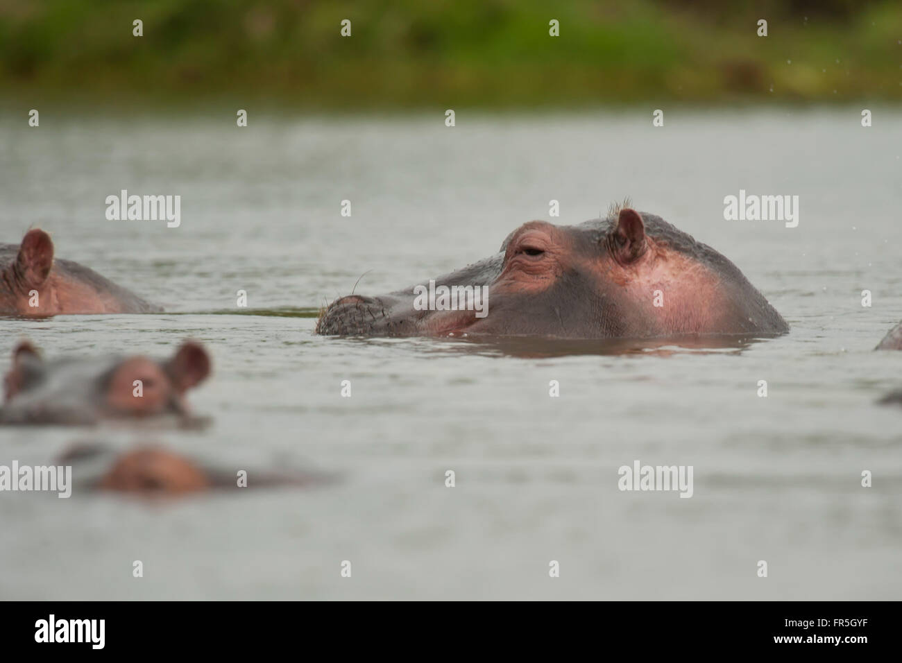 Ippopotamo in acqua nel lago Naivasha - Kenya Foto Stock