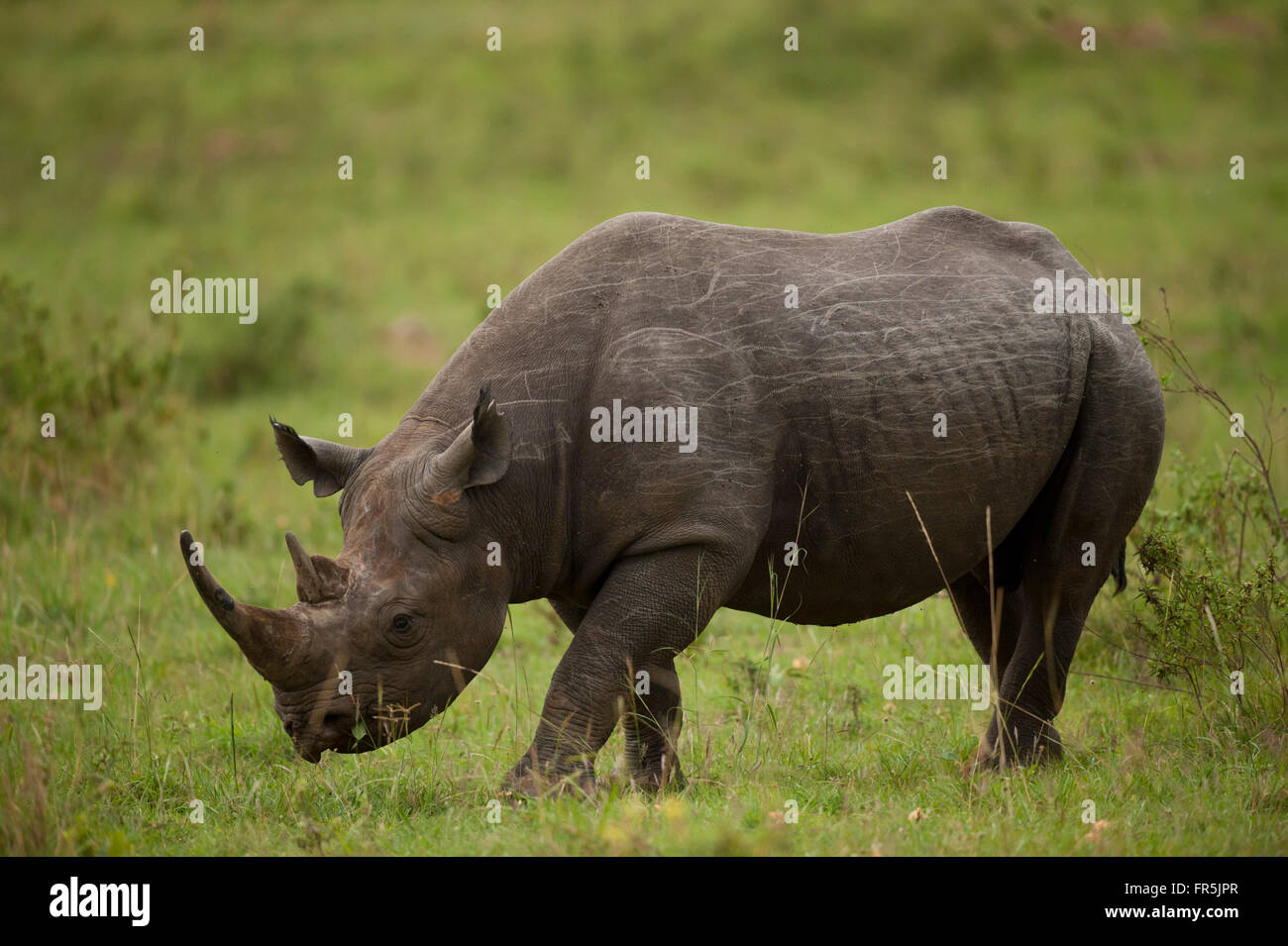 Rinoceronte nero nel Masai Mara National Park in Kenya Foto Stock