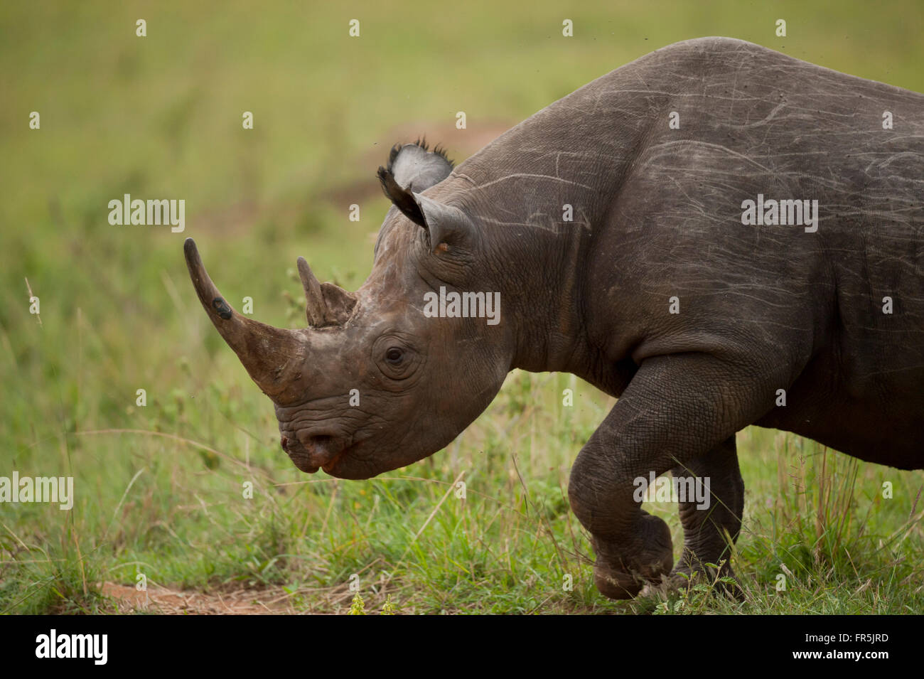 Rinoceronte nero nel Masai Mara National Park in Kenya Foto Stock
