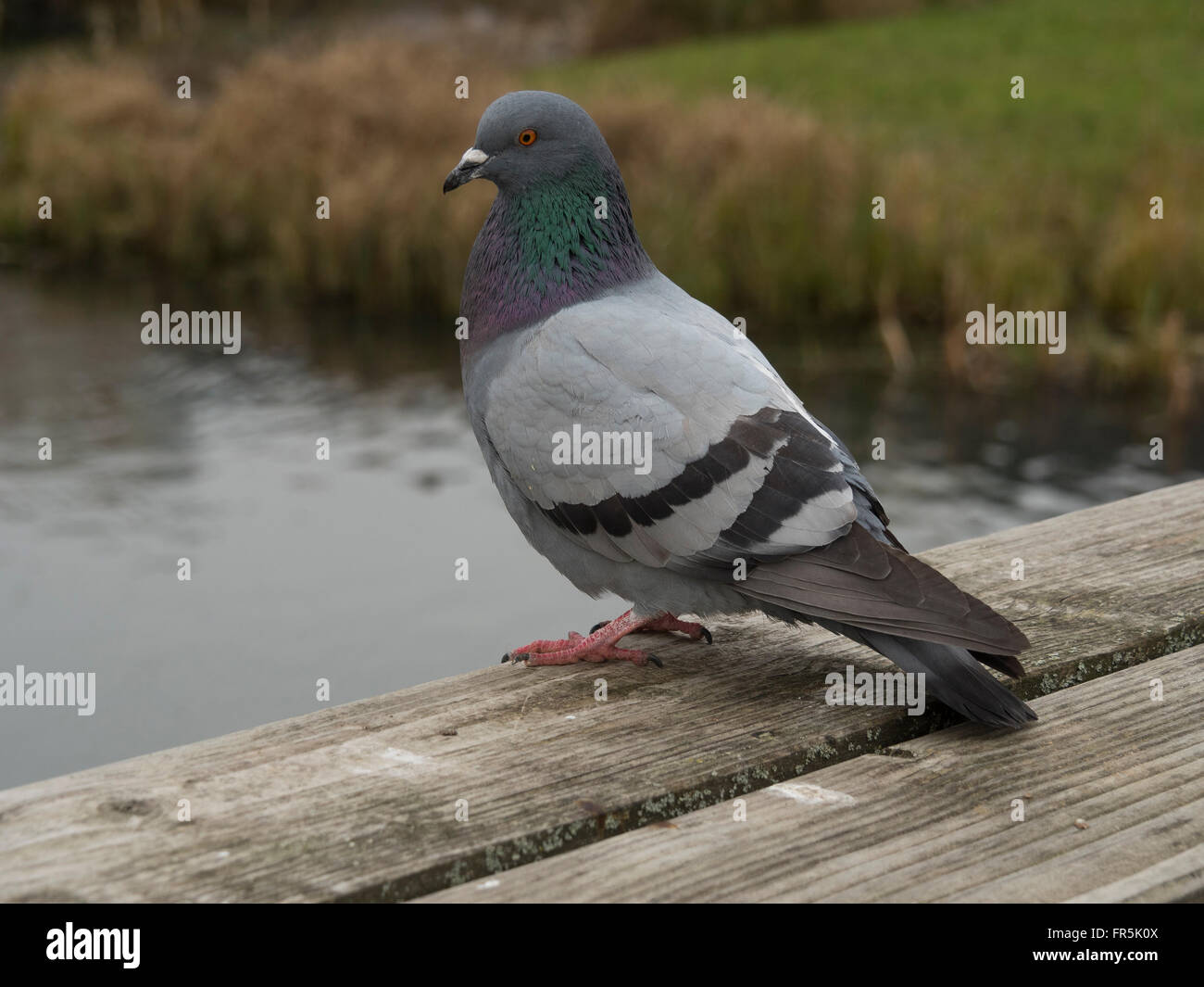 Il piccione comune permanente. Foto Stock