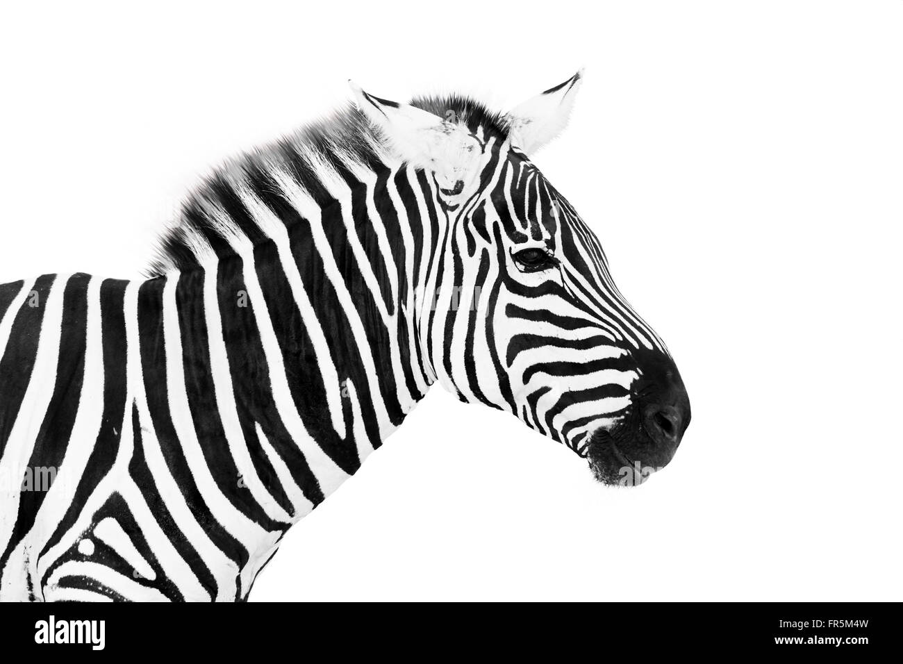 Zebra maschio isolato su sfondo bianco Foto Stock