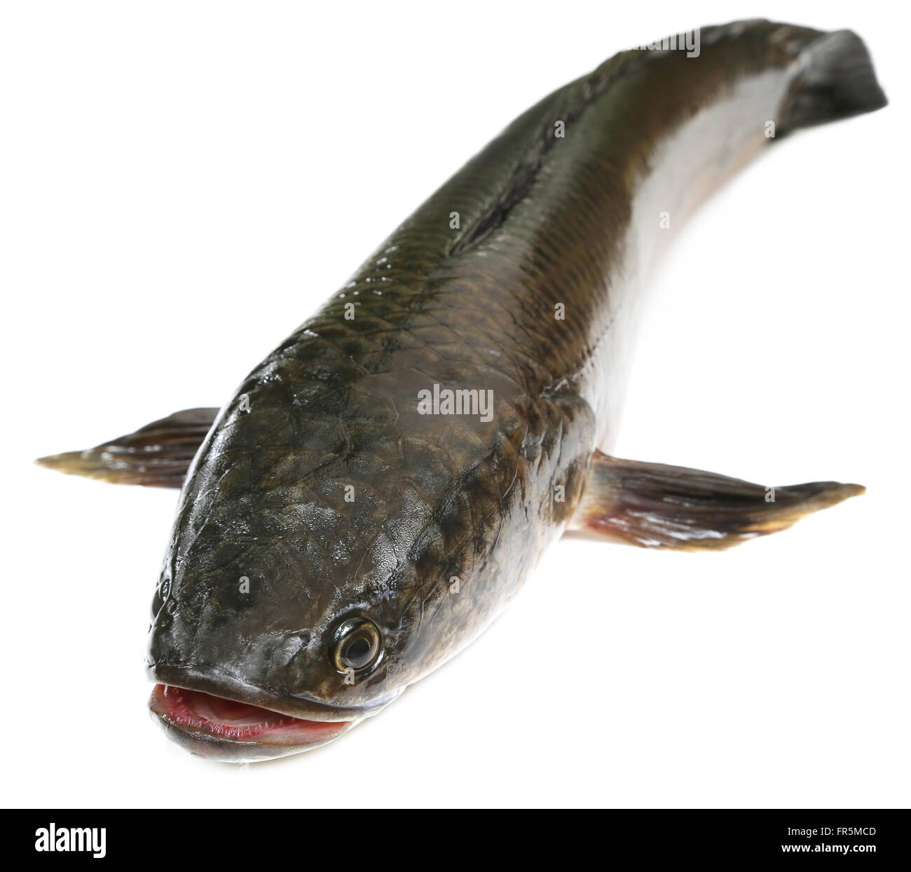 Channa marulius o Snakehead gigante noto come pesce gozar in Bangladesh Foto Stock