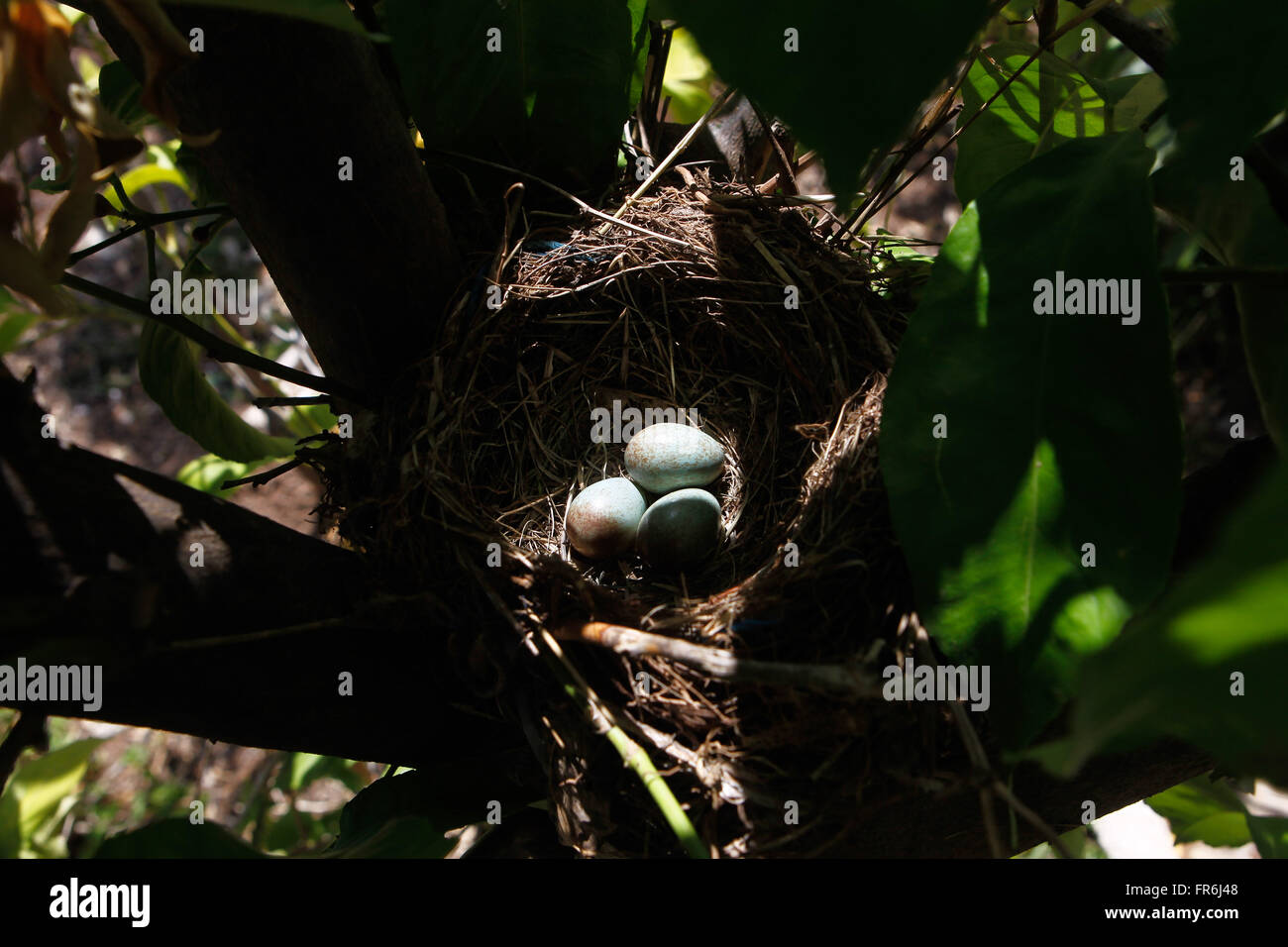 Merlo (turdus merula) nido. Foto Stock