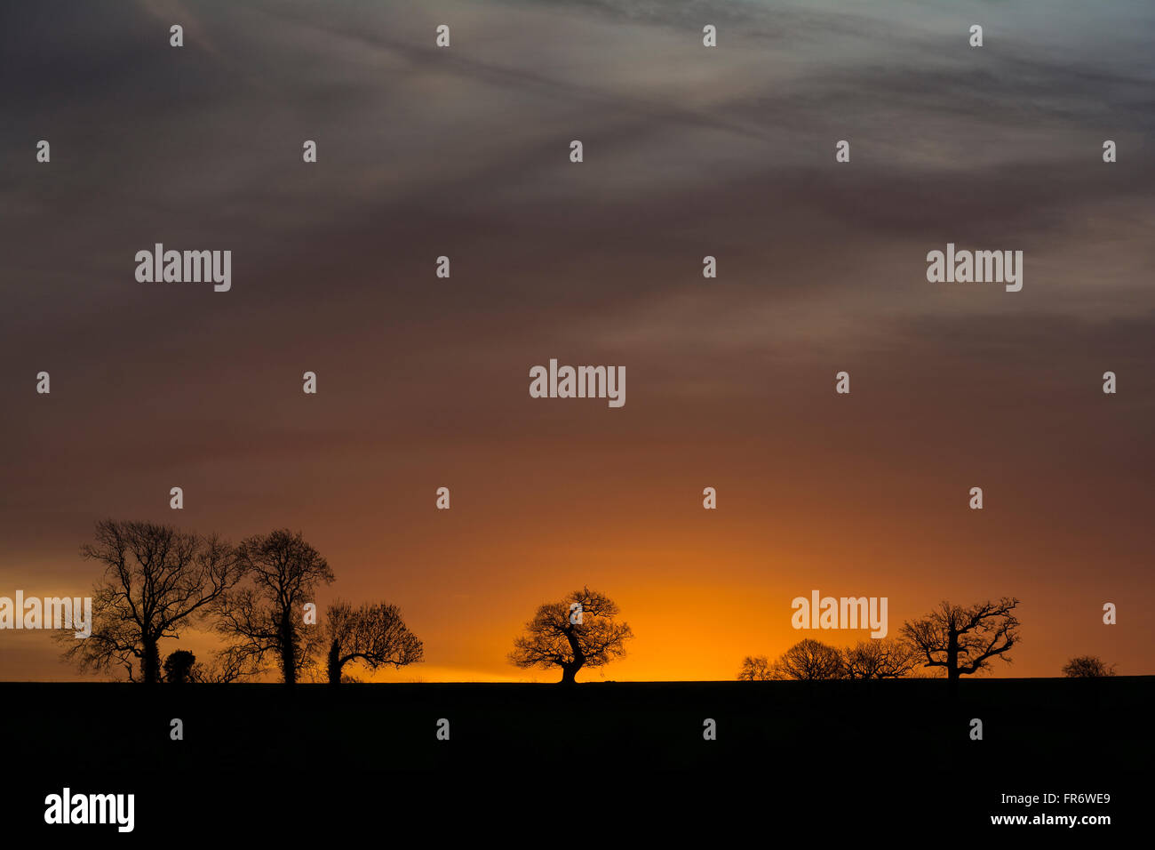 Il sorgere del sole dietro gli alberi a Glenfield Lodge Park, Leicestershire. Foto Stock