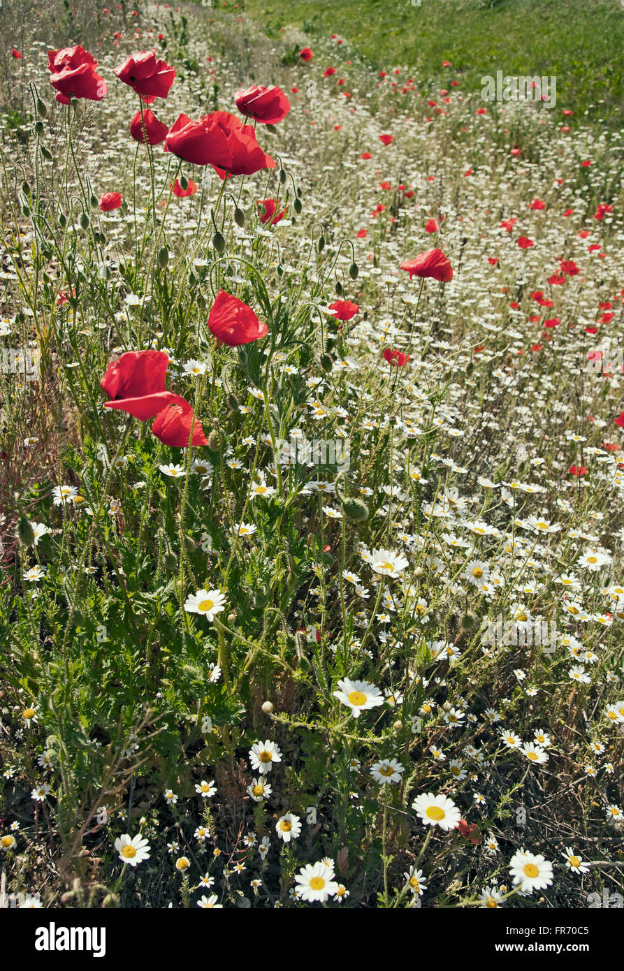Campo con erba verde e rosso papavero Foto Stock