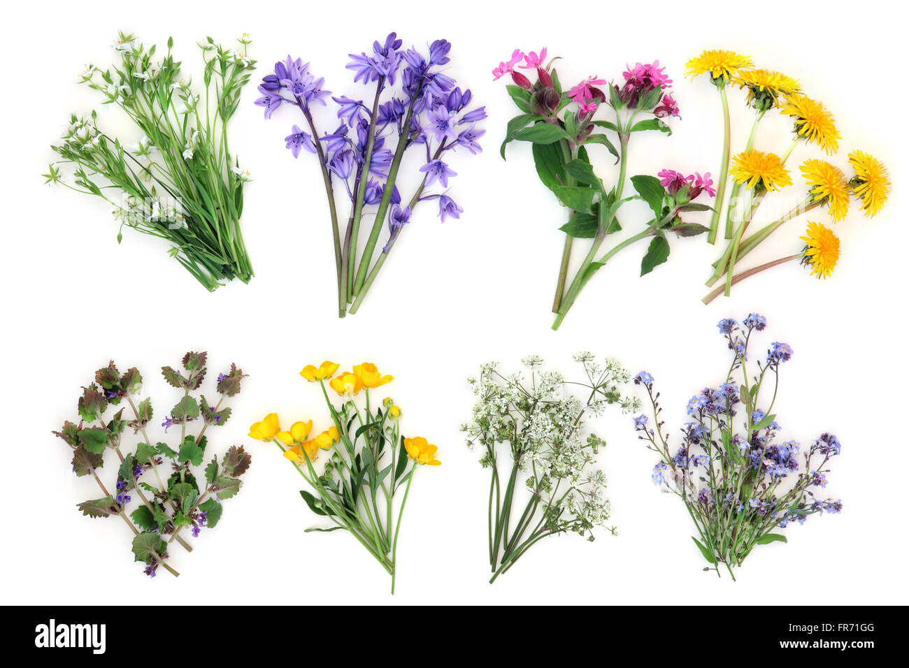 Molla di selezione di fiori selvaggi su sfondo bianco. Foto Stock