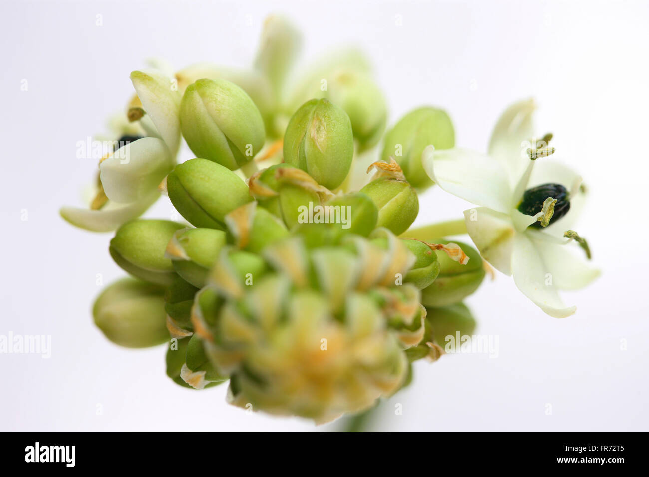 Stella di Betlemme fiore, una guarigione erba - "consolatore e succhietto di dolori e dolori' Jane Ann Butler JABP Fotografia1428 Foto Stock