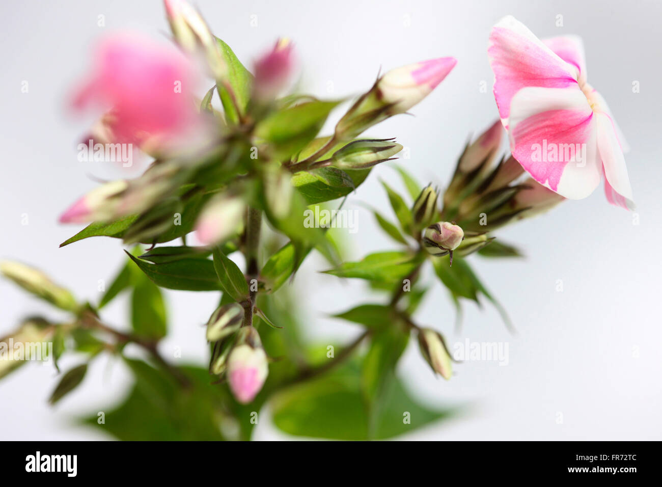 Caramelle rosa striped phlox gambo dei fiori - Linguaggio dei fiori " le nostre anime sono uniti' Jane Ann Butler JABP Fotografia1436 Foto Stock