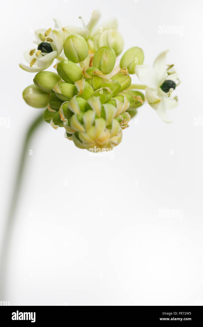 Stella di Betlemme fiore, una guarigione erba - "consolatore e succhietto di dolori e dolori' Jane Ann Butler JABP Fotografia1438 Foto Stock