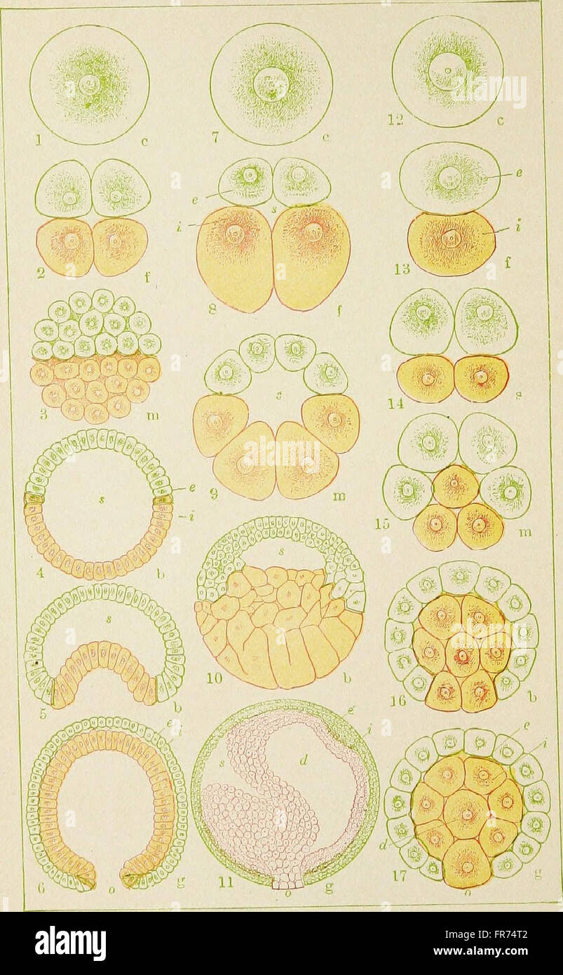 Questa pubblicazione del 1920 discute l'evoluzione degli esseri umani, presentando i concetti chiave dell'ontogenia e della filogenesi umana in un formato accessibile per il pubblico generale. Foto Stock