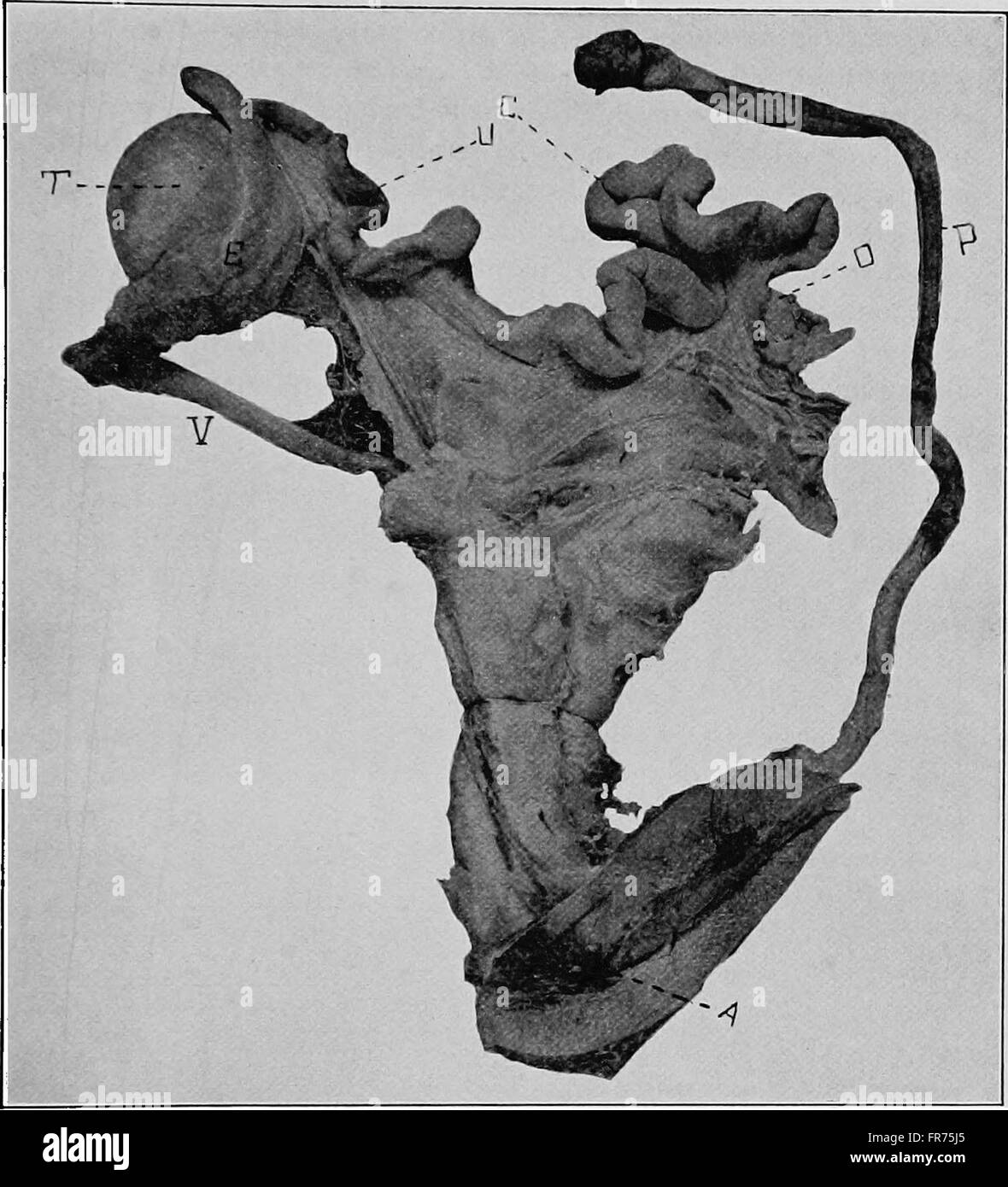 Ostetricia veterinaria, comprese le malattie degli animali da allevamento e della nuova data di nascita (1909) Foto Stock