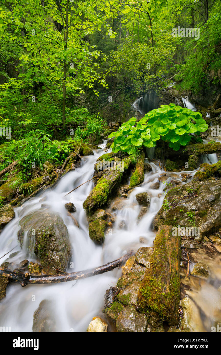 Una cascata in un lussureggiante gola in Slovenský Raj in Slovacchia. Foto Stock