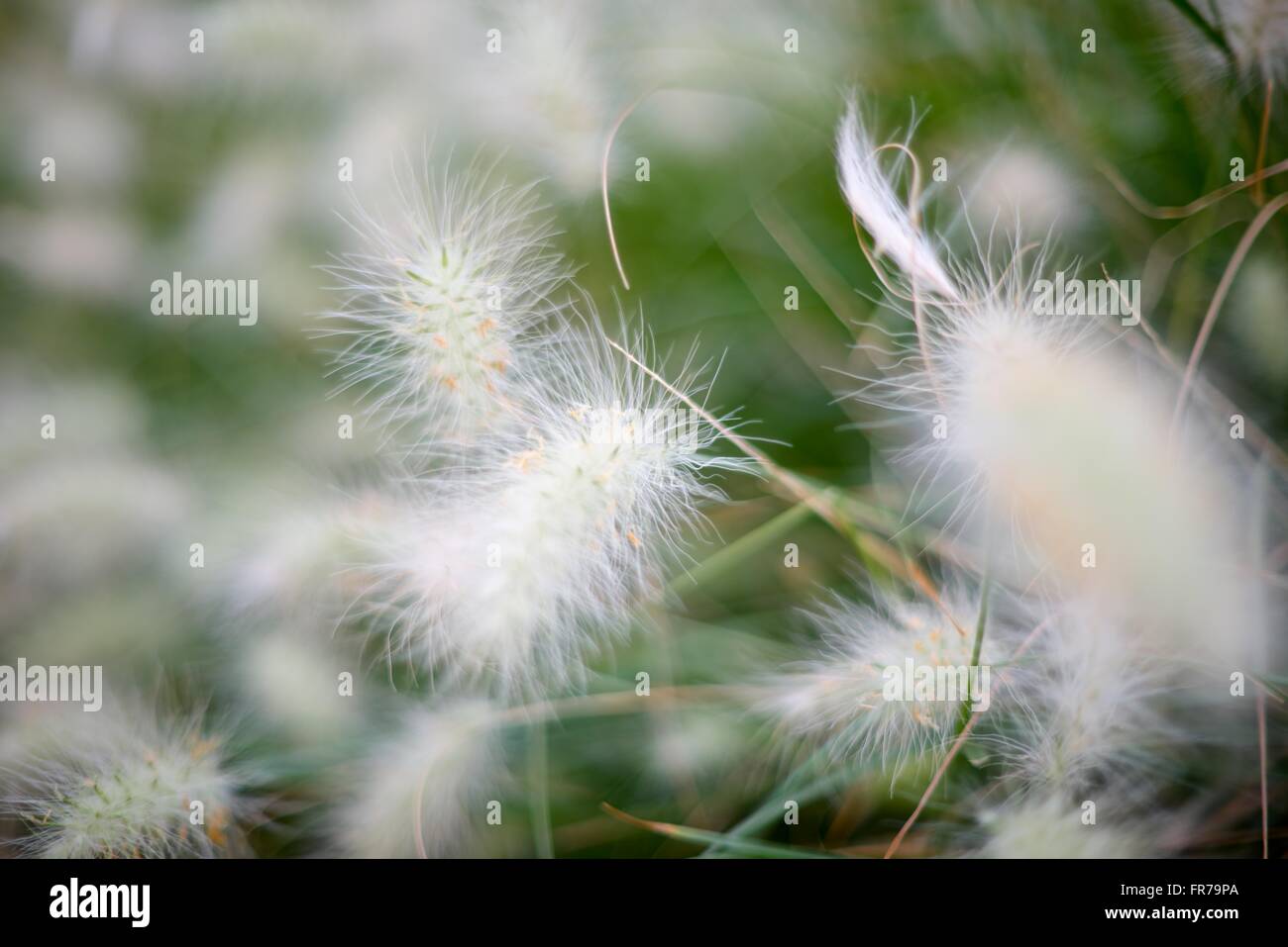 Background creato con erba di piume close up Foto Stock