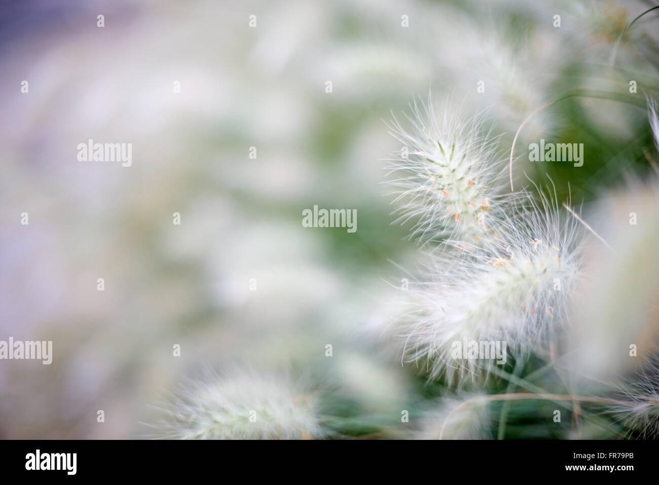 Background creato con erba di piume close up Foto Stock