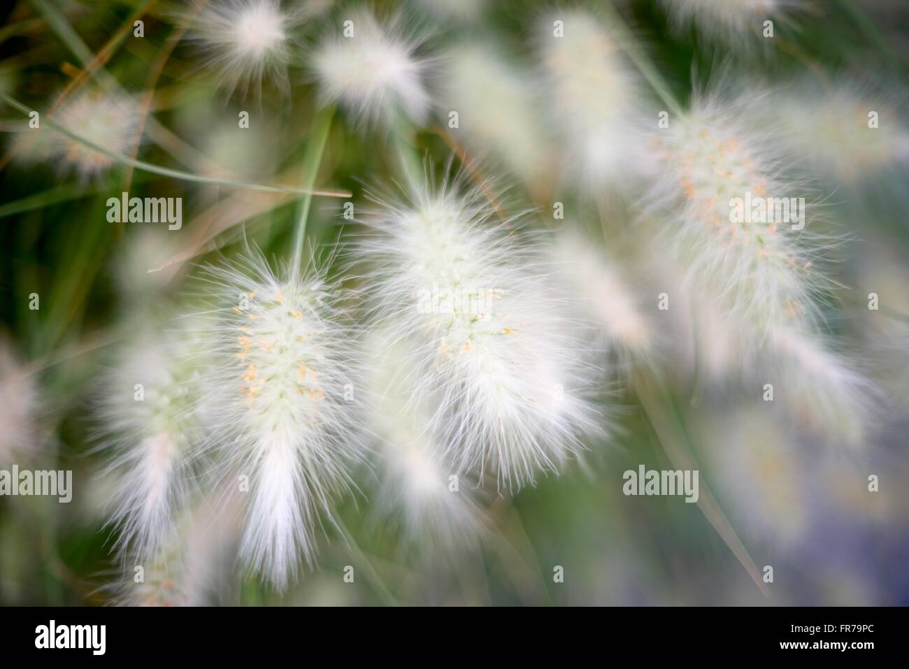 Background creato con erba di piume close up Foto Stock