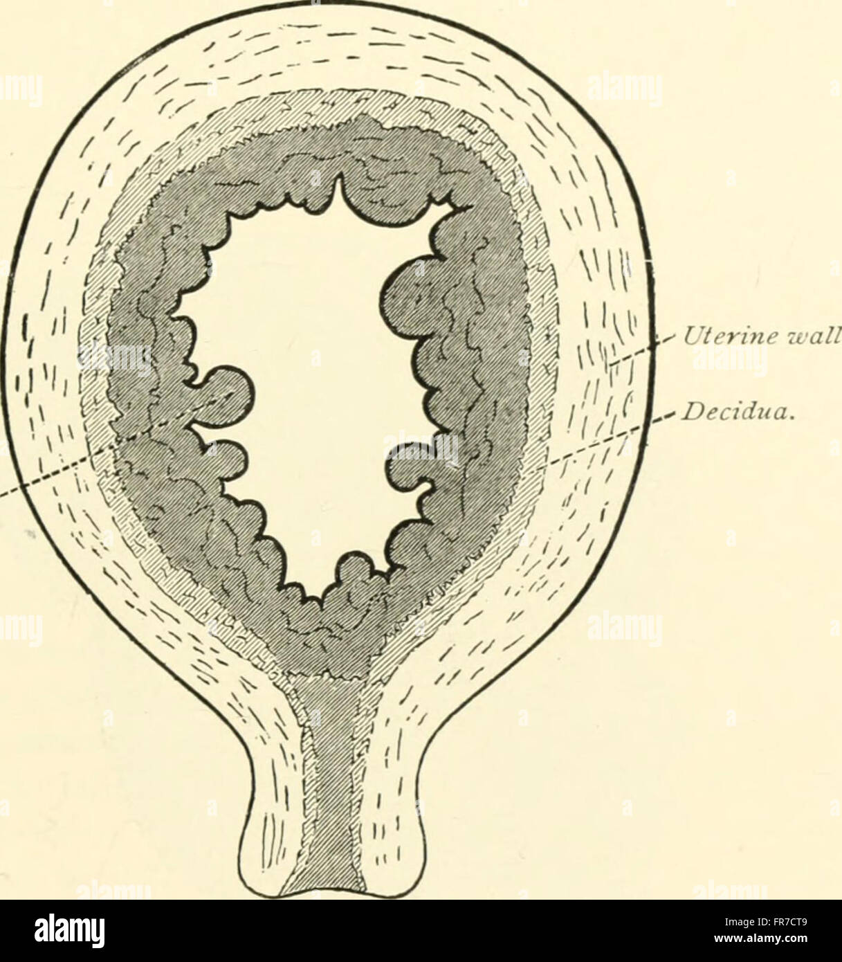 A Textbook of Obstetrics (1899) fornisce una guida autorevole sulla scienza del parto, concentrandosi sulla gravidanza, sul travaglio e sull'assistenza post-parto, offrendo ai professionisti medici conoscenze essenziali per la pratica ostetrica. Foto Stock