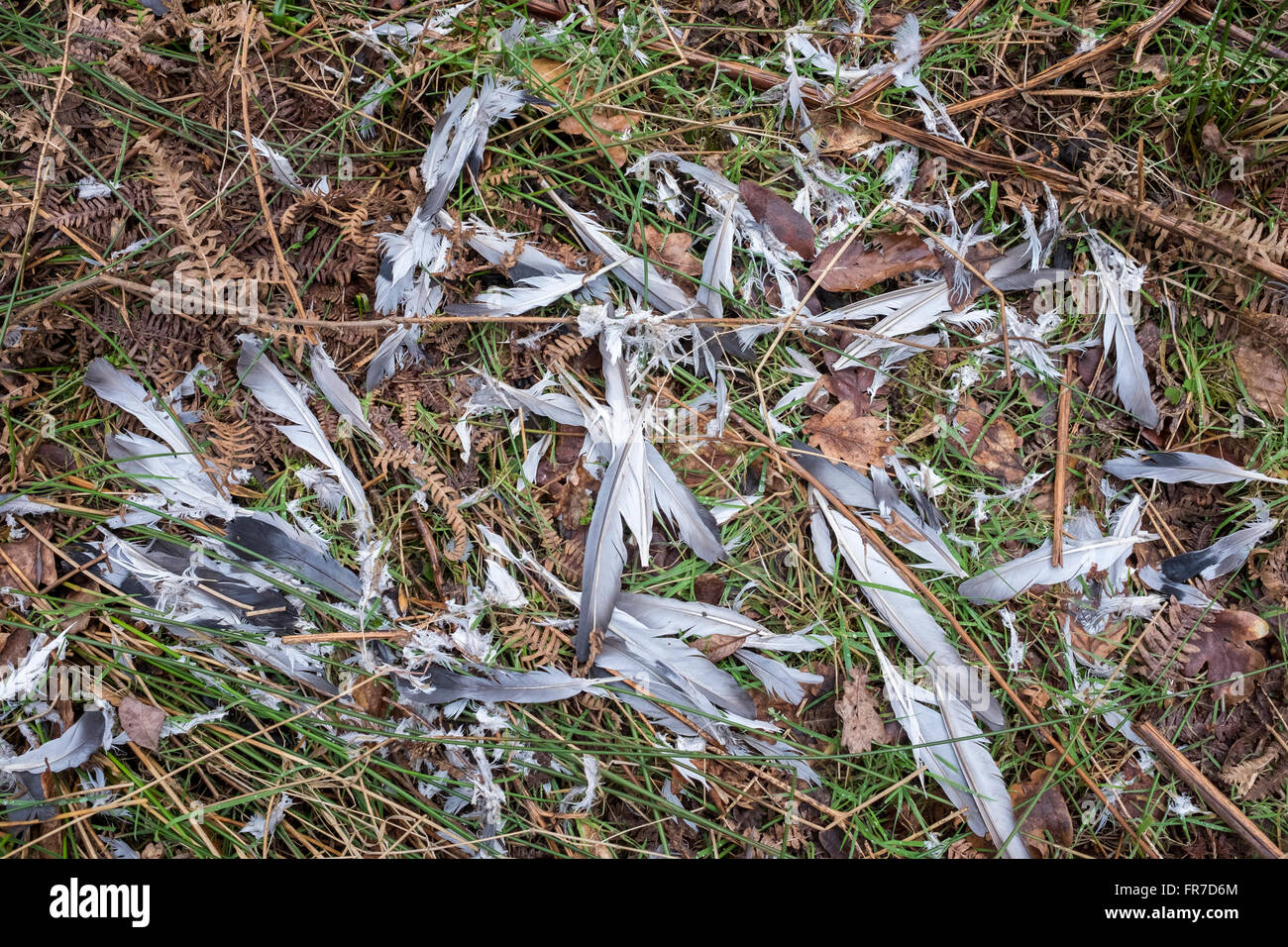 Piume di piccione rimane dopo un uccello da preda attacco Foto Stock