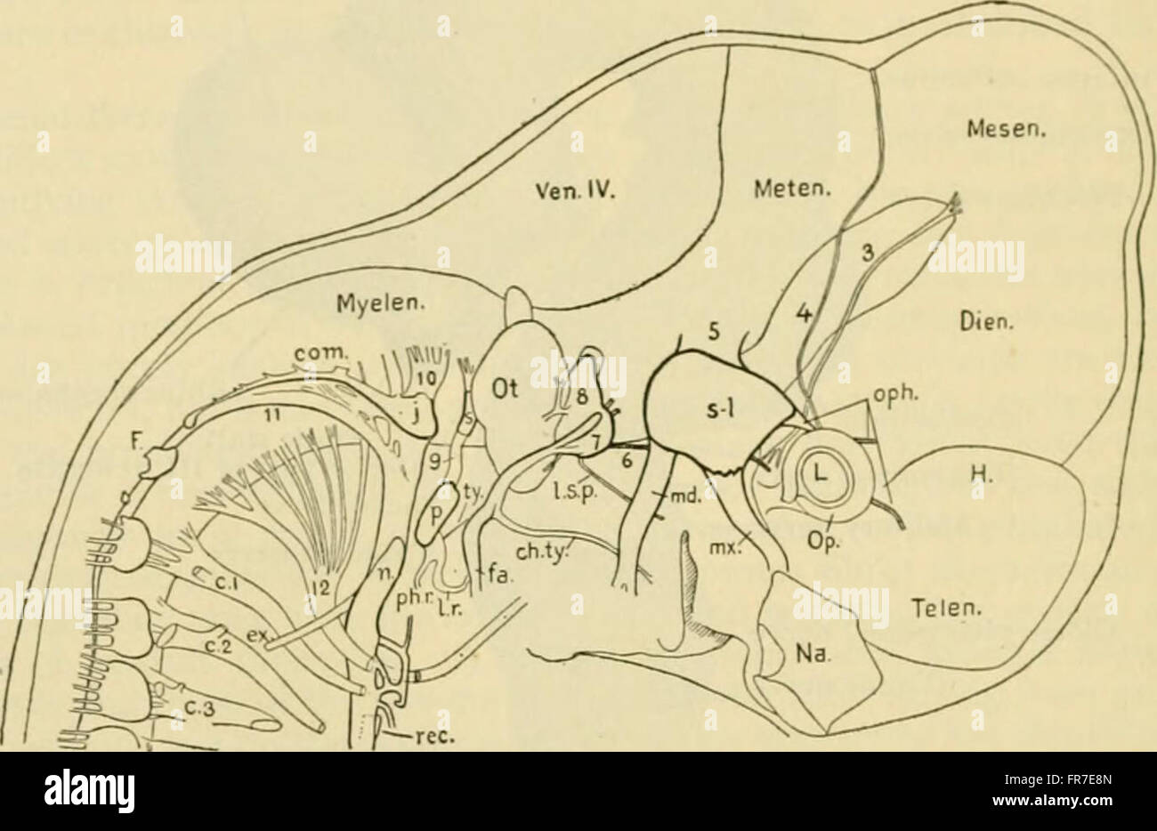 Anatomia Umana, tra cui la struttura e lo sviluppo e considerazioni di ordine pratico (1911) Foto Stock
