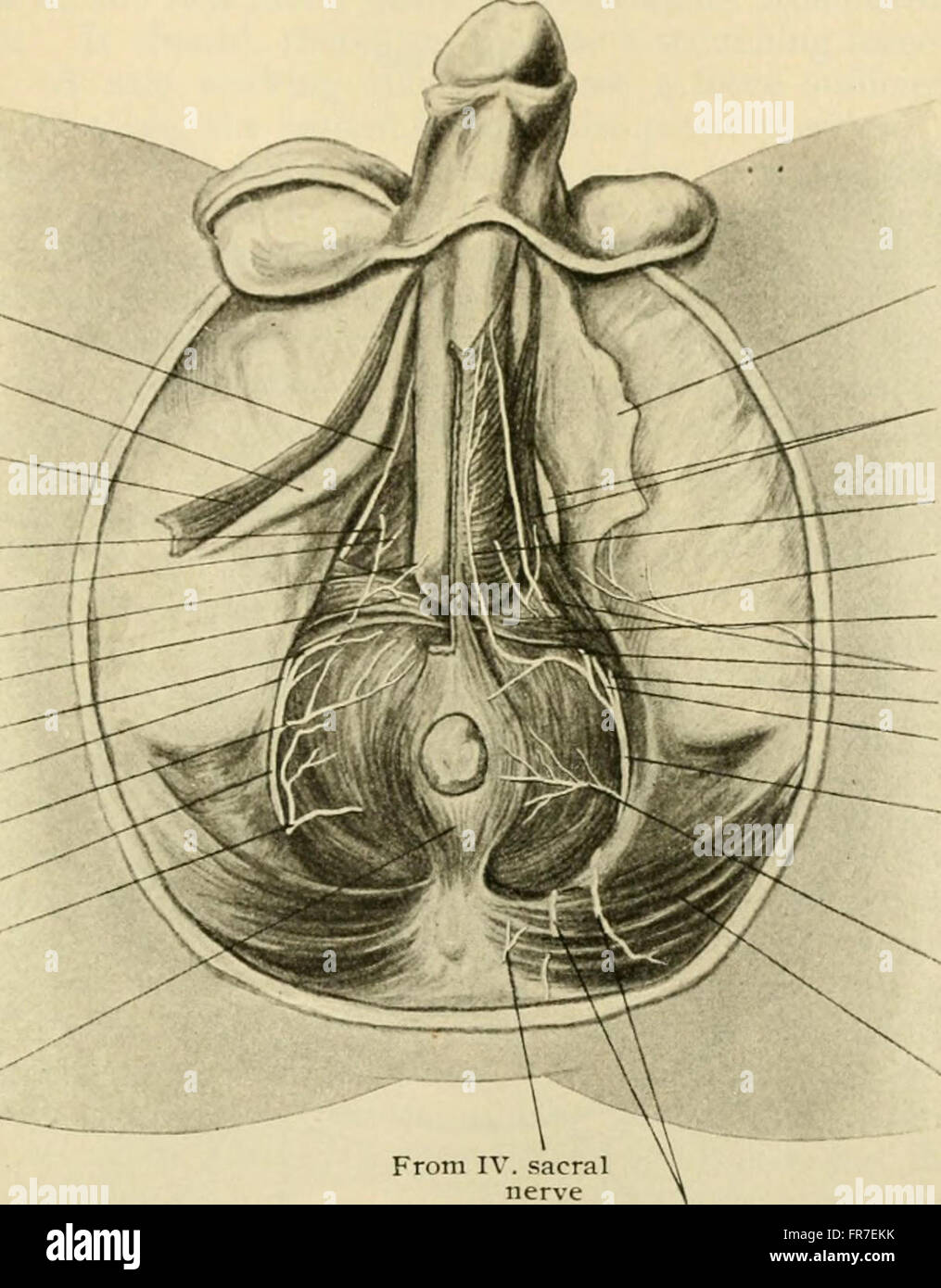 Anatomia Umana, tra cui la struttura e lo sviluppo e considerazioni di ordine pratico (1911) Foto Stock