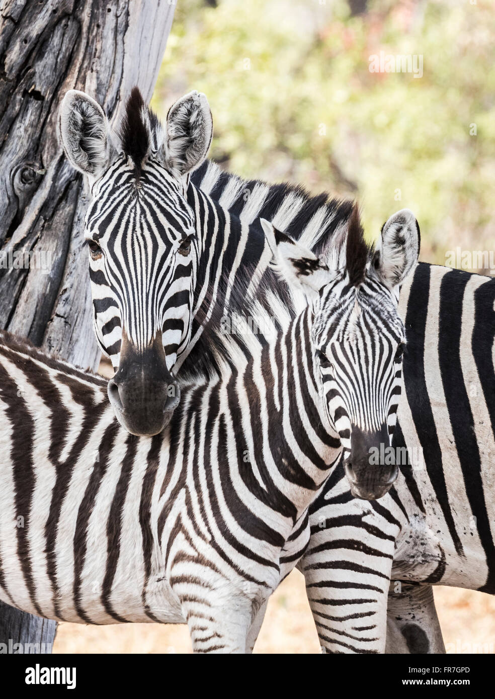 La madre e il puledro in pianura o Burchells zebra (Equus quagga burchellii) nuzzling insieme, Sandibe Camp Moremi Game Reserve, Okavango Delta, il Kalahari Foto Stock