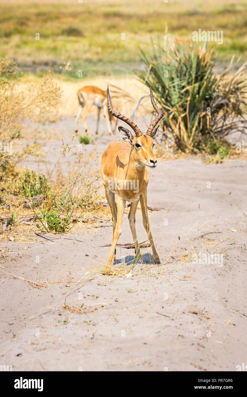 Comune maschio impala (Aepyceros melampus), Camp Sandibe, mediante la Moremi Game Reserve, Okavango Delta, Botswana, Sud Africa Foto Stock