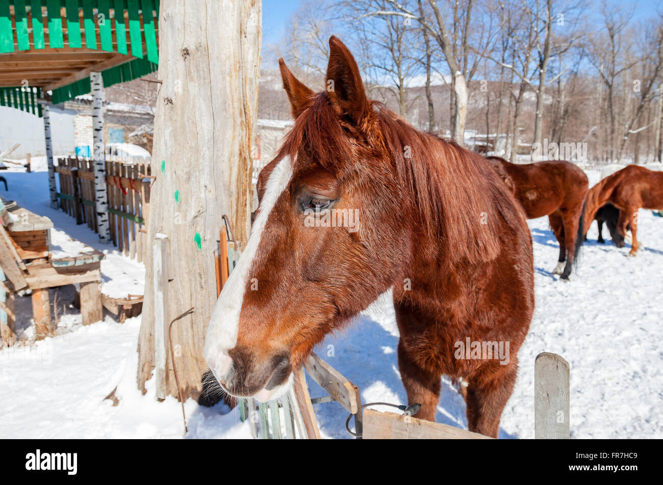 Capo di un bel cavallo marrone presso la fattoria in inverno Foto Stock