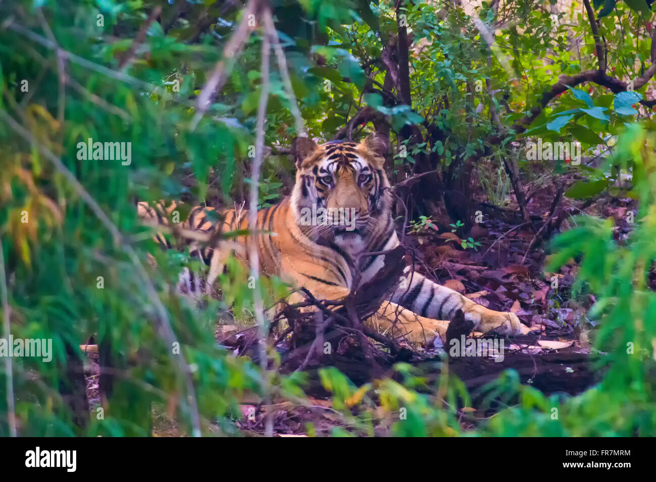 Tiger recante nella foresta in Bandhavgarh National Park - India Foto Stock