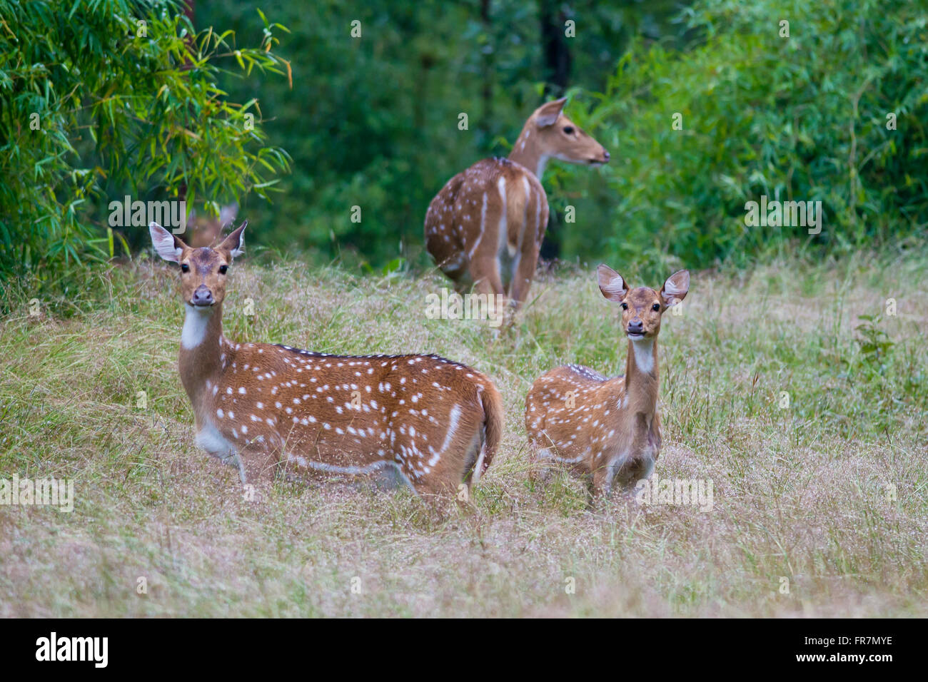 Chital cervi chiamato anche avvistato cervi in Bandhavgarh Parco Nazionale dell'India Foto Stock
