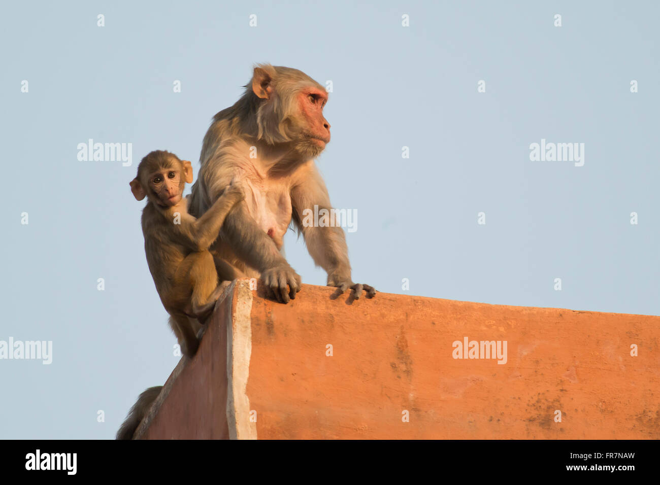Macaco Rhesus e il suo cucciolo sui tetti di Jaipur Foto Stock