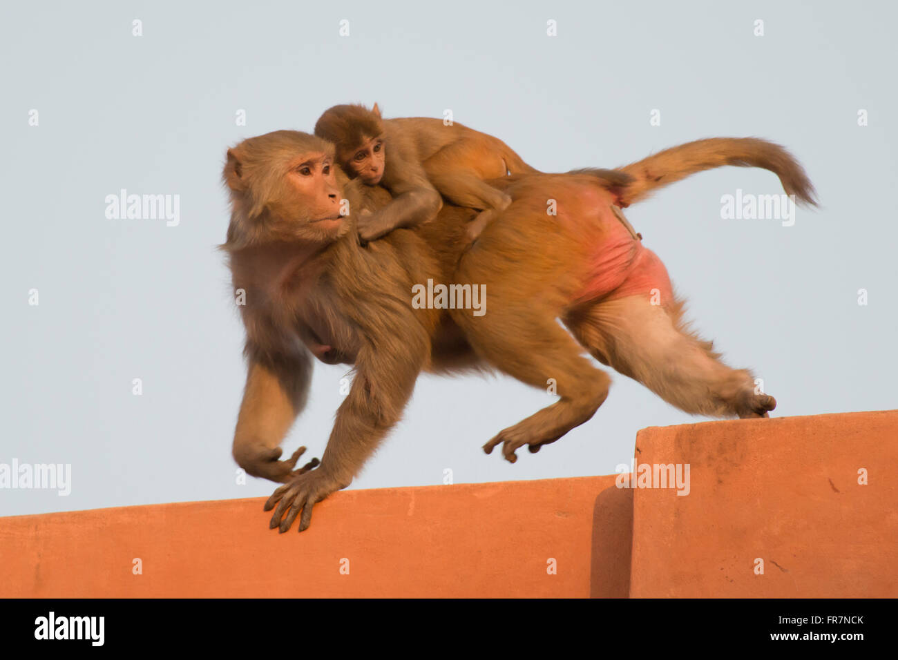 Macaco Rhesus e il suo cucciolo sui tetti di Jaipur Foto Stock