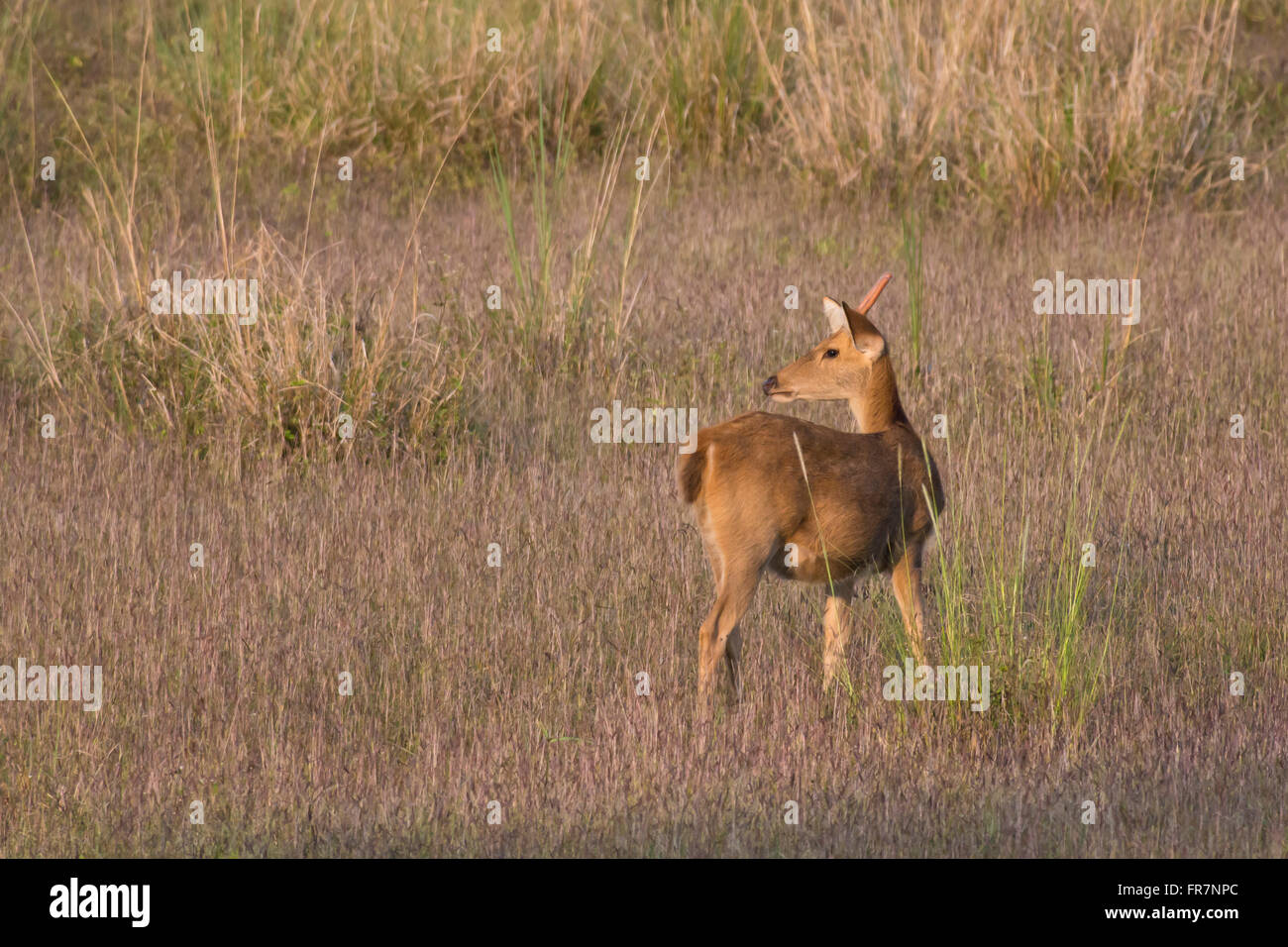 Cervo Barasingha anche chiamato palude cervi nel Parco Nazionale di Kanha dell India. Nome scientifico Rucervus duvaucelii Foto Stock