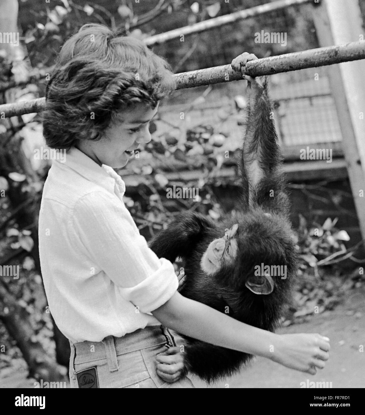 Ragazza con chimp al Belle Vue Zoo Foto Stock