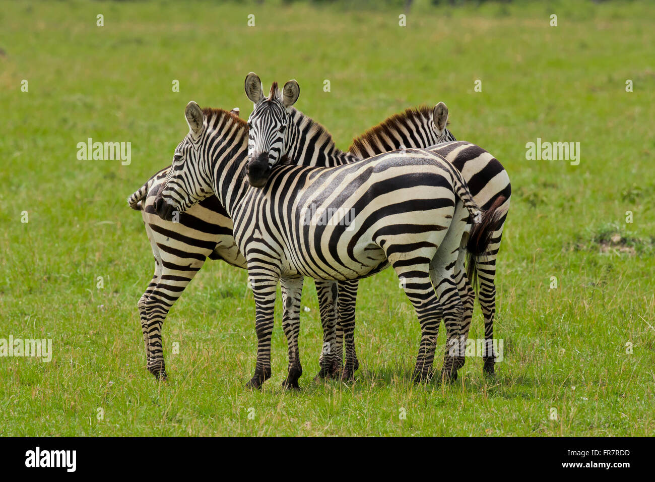 Zebra nel Masai Mara National Park in Kenya Foto Stock