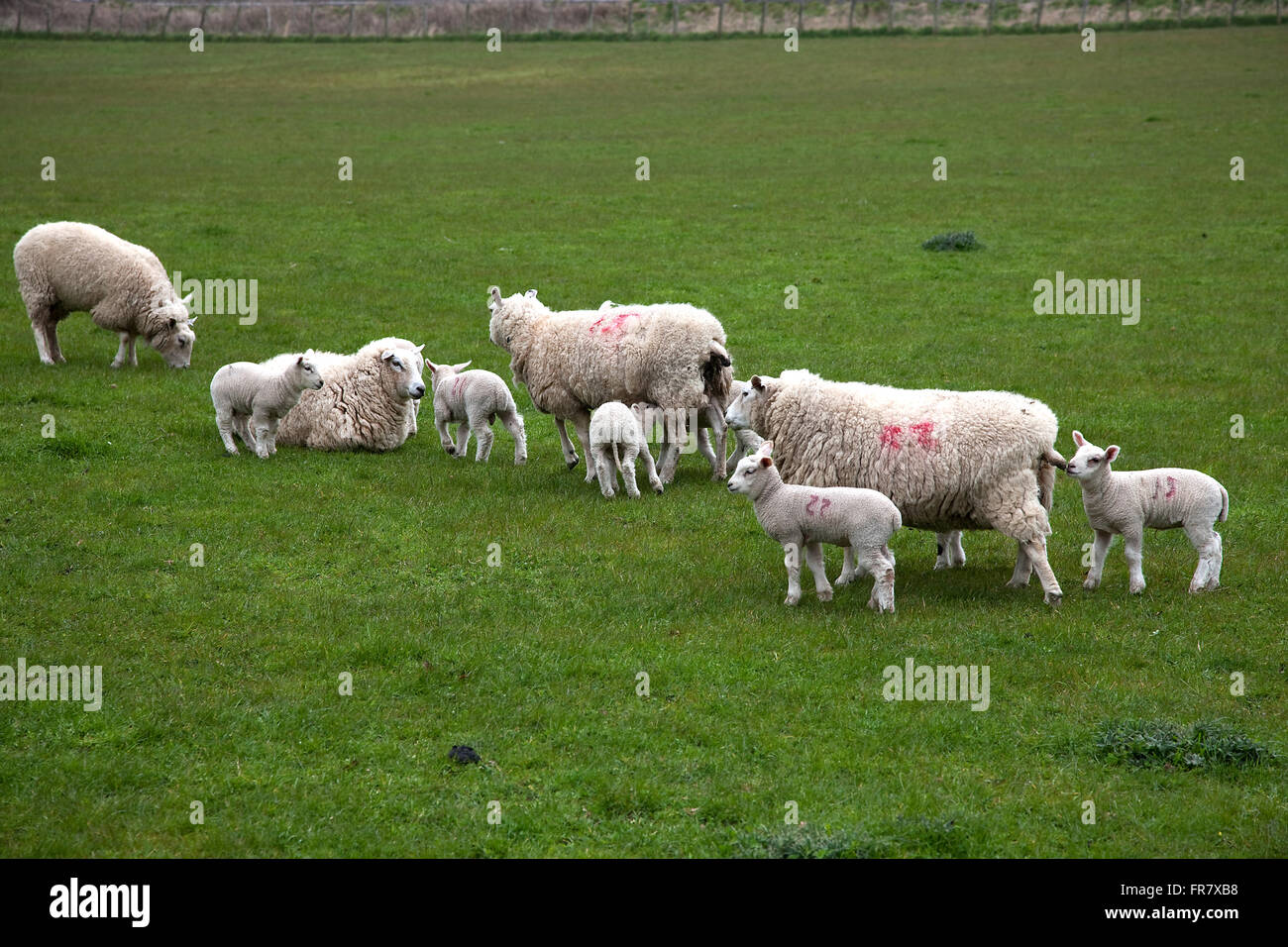 Pecore, Llandrindrod WELLS, POWYS, GALLES Foto Stock