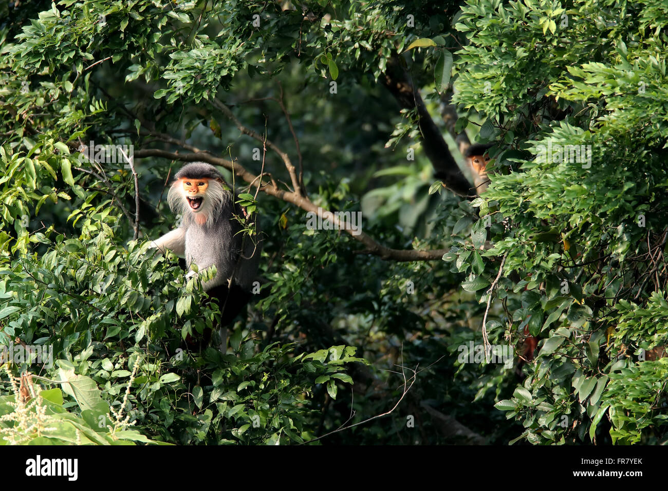 Rosso-shanked Douc Langur nel selvaggio, questa specie è un primate endemico in Vietnam e Laos Foto Stock